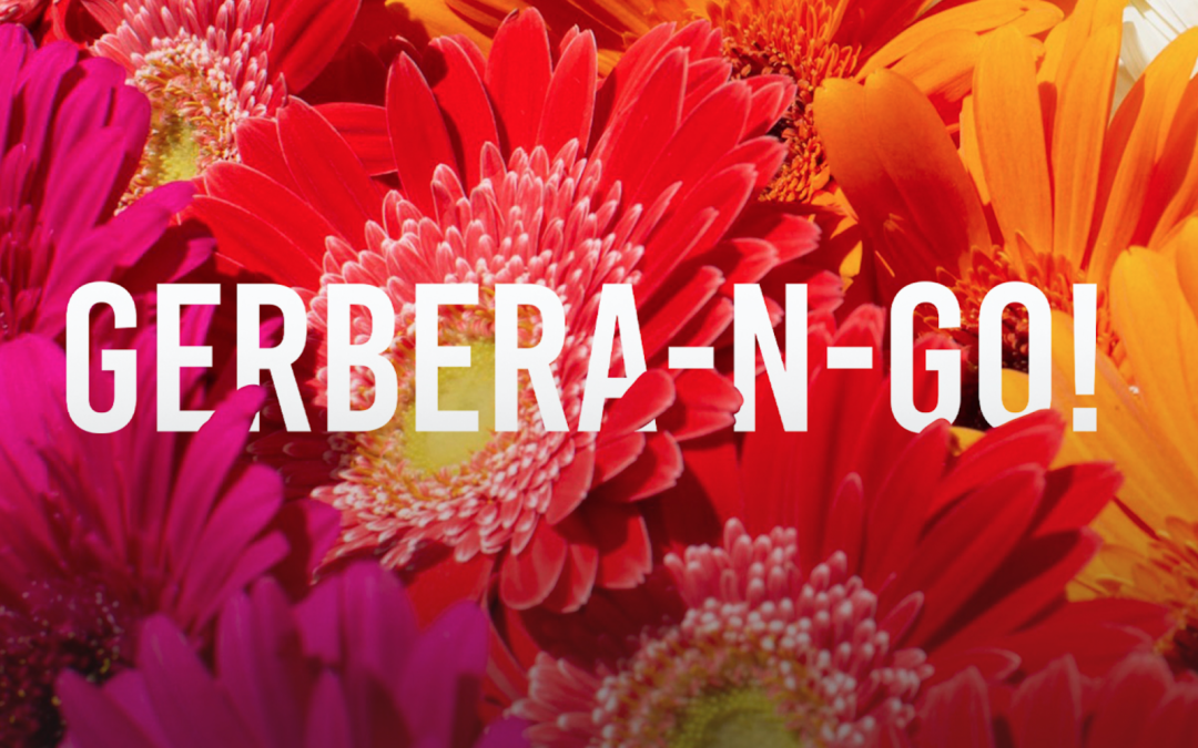 Gerbera Daisy Sale Benefits State Parks — Begins Friday, May 14